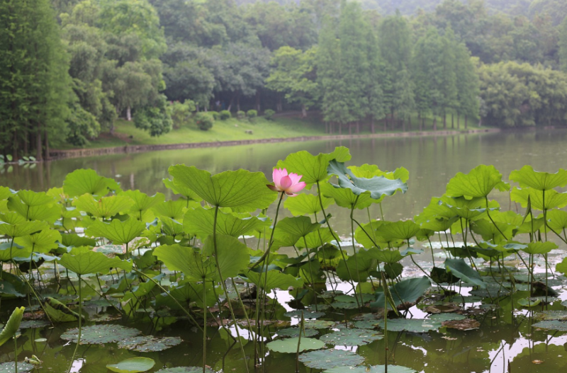 释诚信风水师